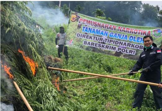 Polri Ladang Ganja