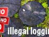 Illegal Logging Bolmut