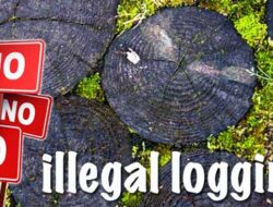 Illegal Logging Bolmut